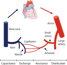 What is Systemic Vascular Resistance